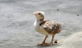 长春爆料小姐姐是谁啊最新消息,最新动态追踪